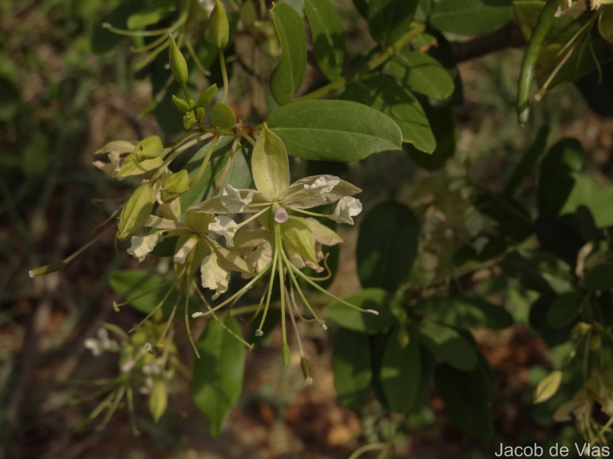Cadaba fruticosa (L.) Druce